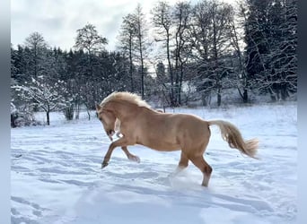 Niemiecki kuc wierzchowy, Wałach, 7 lat, 151 cm, Izabelowata