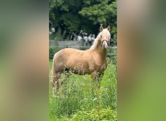 Niemiecki kuc wierzchowy, Wałach, 7 lat, 151 cm, Izabelowata