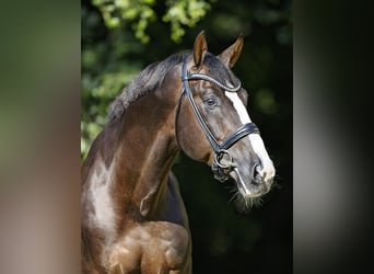 KWPN, Stallone, 8 Anni, 173 cm, Sauro scuro