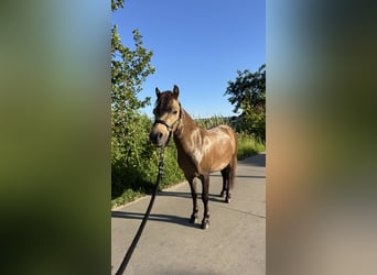 NMPRS, Caballo castrado, 3 años, 80 cm, Castaño rojizo
