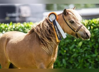 NMPRS, Caballo castrado, 3 años, 94 cm, Buckskin/Bayo