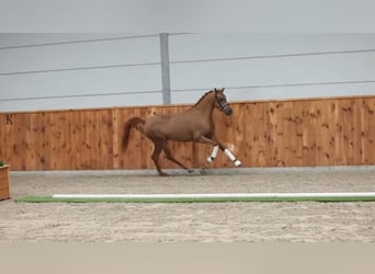 NMPRS, Caballo castrado, 4 años, 144 cm, Alazán
