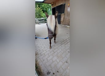 NMPRS, Caballo castrado, 4 años, Cremello