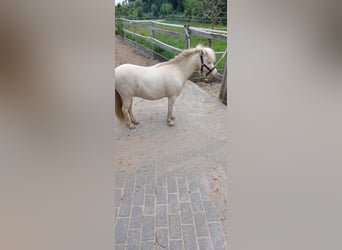 NMPRS, Caballo castrado, 4 años, Cremello