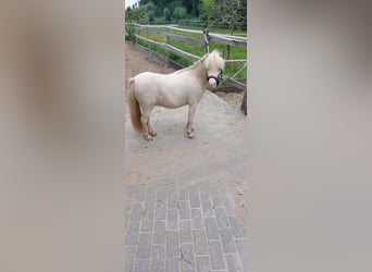 NMPRS, Caballo castrado, 4 años, Cremello