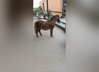 NMPRS, Caballo castrado, 4 años, Cremello