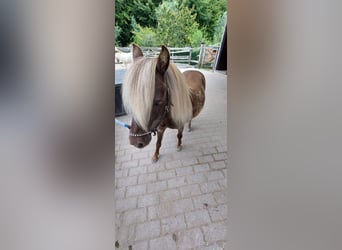 NMPRS, Caballo castrado, 4 años, Cremello