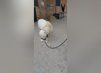 NMPRS, Caballo castrado, 4 años, Cremello