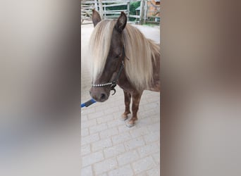 NMPRS, Caballo castrado, 4 años, Cremello