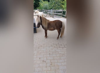 NMPRS, Caballo castrado, 4 años, Cremello