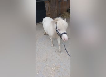 NMPRS, Caballo castrado, 5 años, 88 cm, Cremello