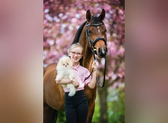 NMPRS, Caballo castrado, 6 años, 146 cm, Castaño