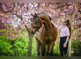 NMPRS, Caballo castrado, 6 años, 146 cm, Castaño