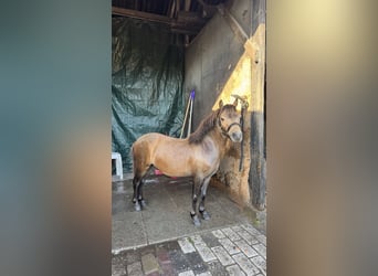 NMPRS, Castrone, 3 Anni, 80 cm, Baio ciliegia