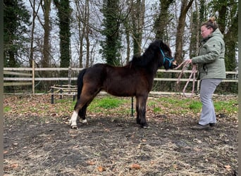 NMPRS, Castrone, 4 Anni, 100 cm, Baio scuro