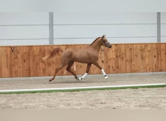 NMPRS, Castrone, 4 Anni, 144 cm, Sauro