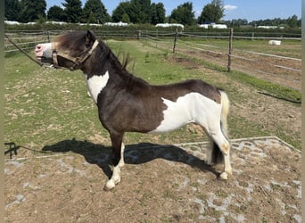NMPRS, Étalon, 3 Ans, 102 cm