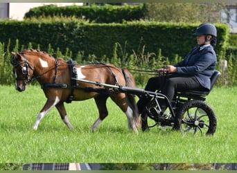 NMPRS, Étalon, 5 Ans, 98 cm, Alezan brûlé