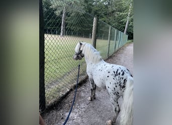 NMPRS, Étalon, 13 Ans, 92 cm, Léopard