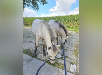 NMPRS, Étalon, Poulain (03/2025), 60 cm, Isabelle