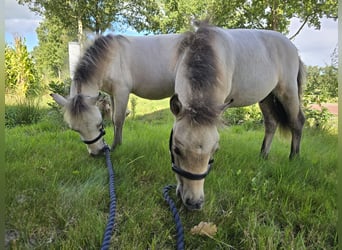 NMPRS, Étalon, Poulain (03/2025), 60 cm, Isabelle