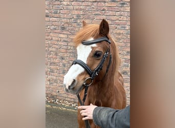 NMPRS, Gelding, 14 years, 11,2 hh, Chestnut-Red