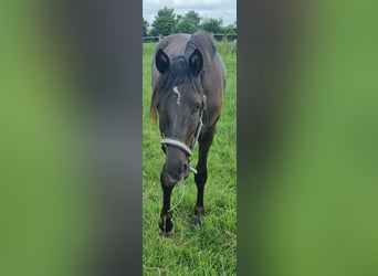NMPRS, Gelding, 2 years, 14,2 hh