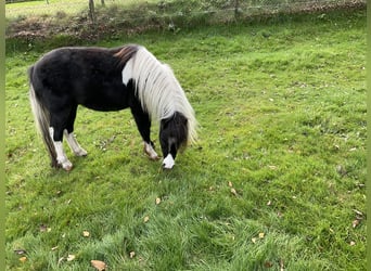 NMPRS, Gelding, 2 years