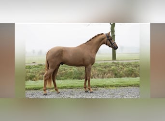 NMPRS, Gelding, 4 years, 14 hh, Chestnut-Red
