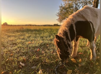 NMPRS, Gelding, 7 years, 8,2 hh