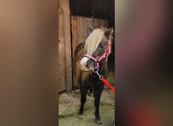 NMPRS, Giumenta, 12 Anni, 95 cm, Sauro scuro