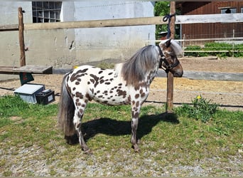 NMPRS, Hengst, 1 Jahr, 82 cm, Tigerschecke