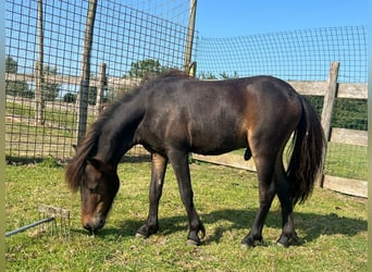 NMPRS, Hengst, 1 Jahr, 90 cm, Brauner