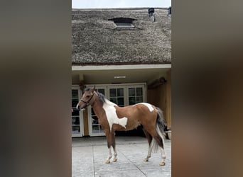 NMPRS, Hengst, 1 Jahr, 95 cm, Tobiano-alle-Farben