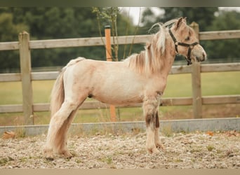 NMPRS, Hengst, 1 Jahr, Schecke