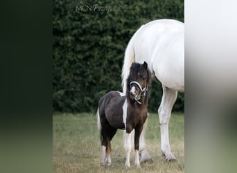 NMPRS Mix, Hengst, 2 Jaar, 85 cm, Gevlekt-paard