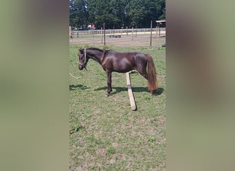 NMPRS, Hengst, 2 Jahre, 95 cm, Schwarzbrauner