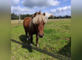 NMPRS Mix, Hengst, 3 Jahre, 68 cm, Dunkelfuchs