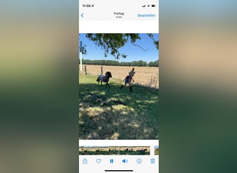 NMPRS, Hengst, 5 Jahre, Roan-Red