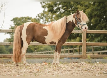 NMPRS, Hengst, 6 Jahre, 96 cm, Schecke