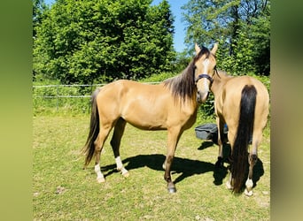NMPRS Croisé, Hongre, 3 Ans, 157 cm, Isabelle