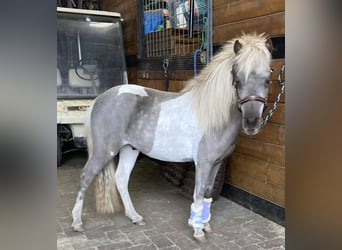 NMPRS, Hongre, 3 Ans, 92 cm, Tobiano-toutes couleurs