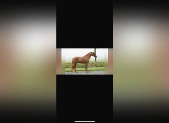 NMPRS, Hongre, 4 Ans, 144 cm, Alezan