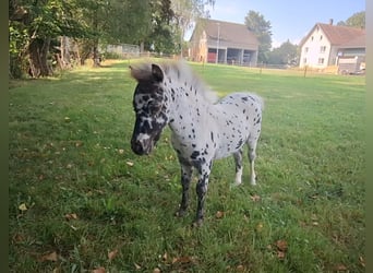 NMPRS, Jument, 1 Année, 76 cm, Léopard