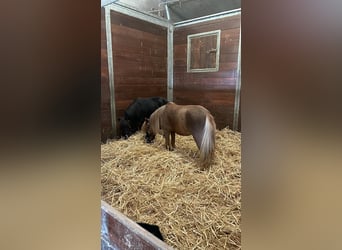 NMPRS, Jument, 4 Ans, 85 cm, Alezan