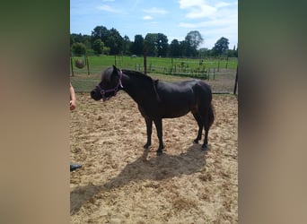 NMPRS, Jument, 8 Ans, 95 cm, Bai brun