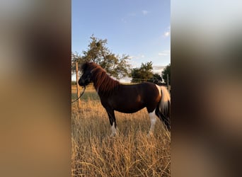 NMPRS, Klacz, 12 lat, 94 cm, Srokata