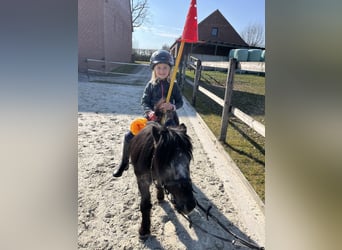 NMPRS, Klacz, 16 lat, 98 cm, Skarogniada