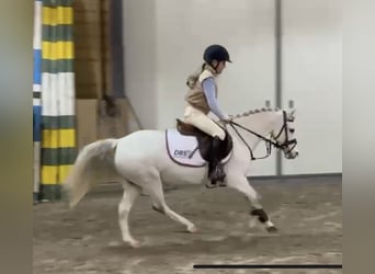 NMPRS, Mare, 11 years, 11,2 hh, Gray