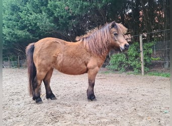 NMPRS, Mare, 12 years, 8.1 hh